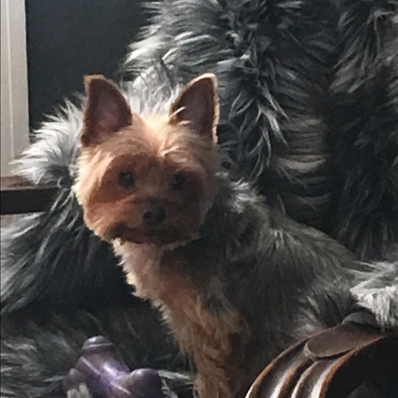 Meet your Posher, Bobbi - Picture 1 of 1